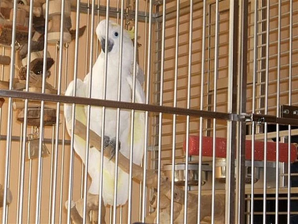2 Kakadu papoušci